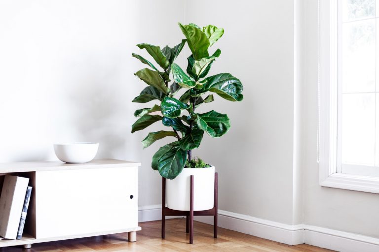 Guía de plantas: Ficus Lyrata