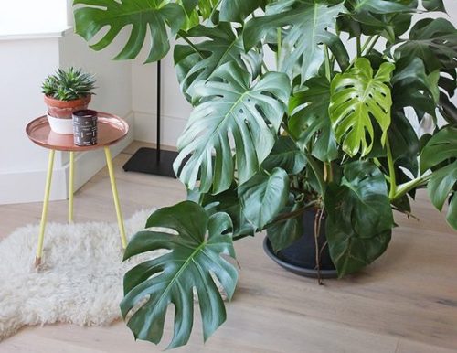 Guía de Plantas: Philodendro Monstera