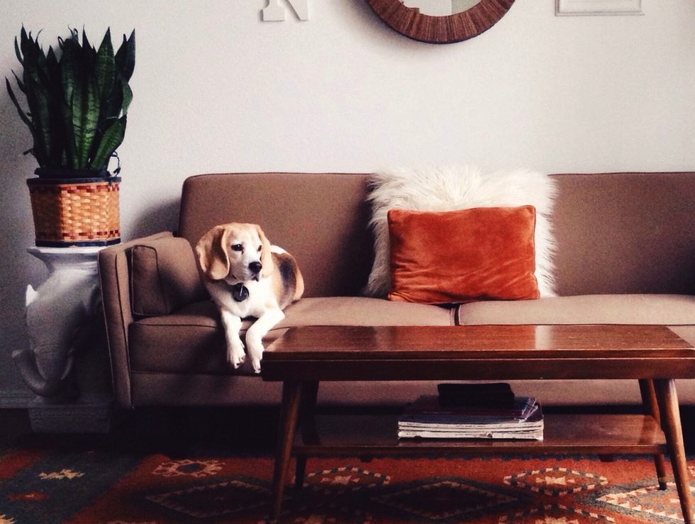 Consejos para mantener tu casa limpia con mascotas