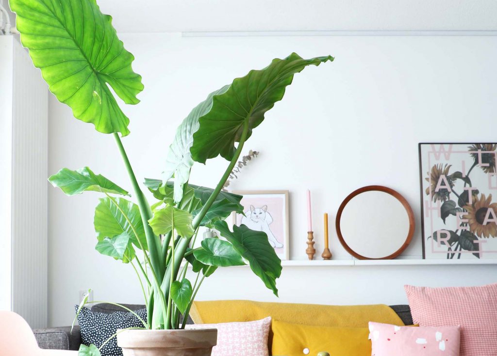 Guía de Plantas: Manto de Eva o Alocasia