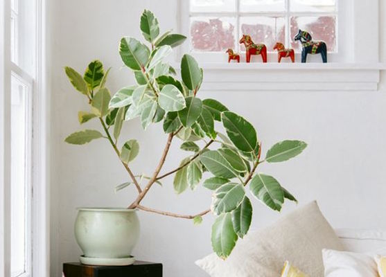 Guía de Plantas: Gomero