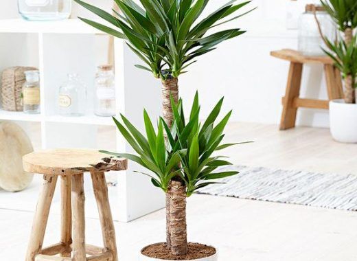 Guía de Plantas: Yuca