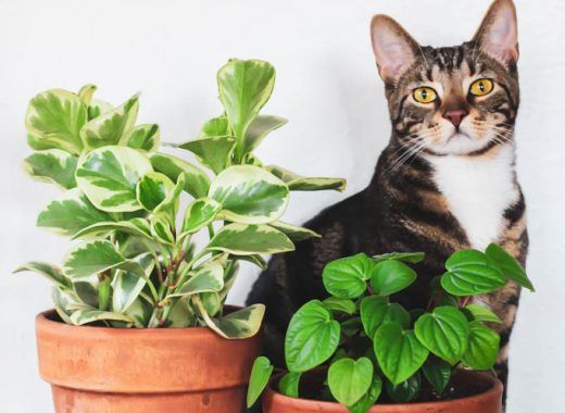 Estas plantas son tóxicas para tus mascotas