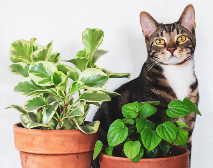 Estas plantas son tóxicas para tus mascotas