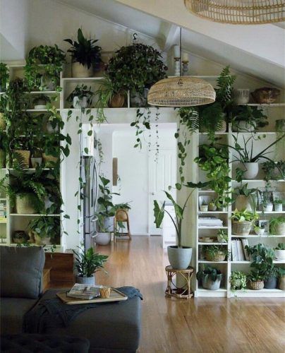 Las mejores plantas para lugares oscuros